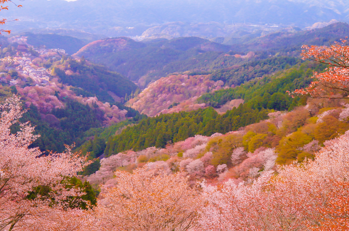 見頃 吉野 桜 吉野山の桜2022年の見頃時期や開花予想とライトアップ！